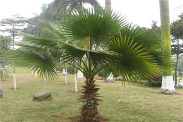 Chinese fanpalm