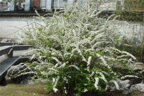 Snow Spray