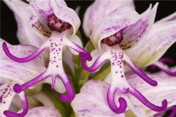 Naked Male Orchid