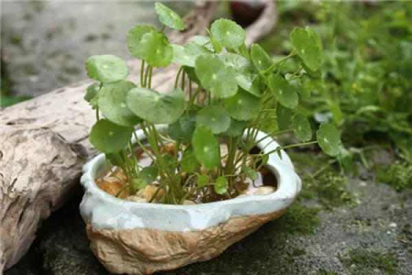 Stone flowerpot