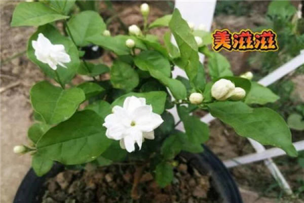 Jasmine