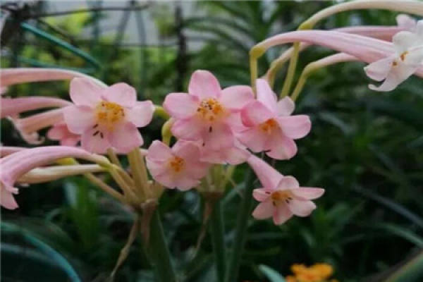 Canopy Flower