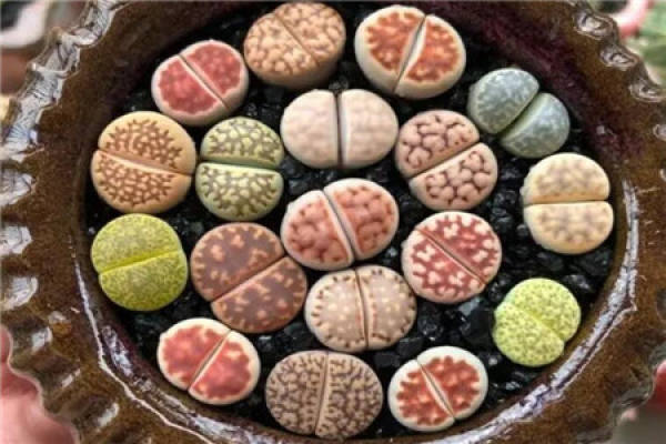 Raw Stone Flower