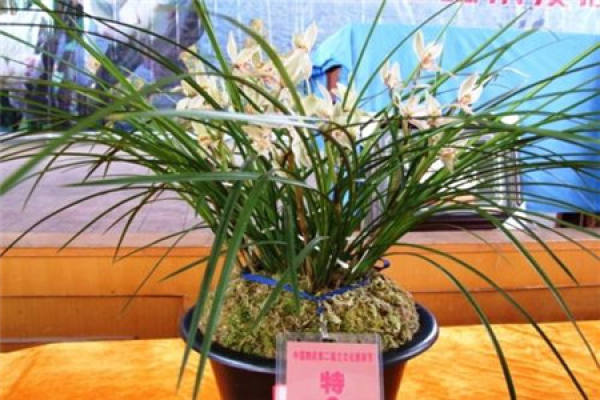Cymbidium longiflorum