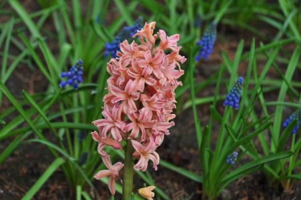 hyacinth