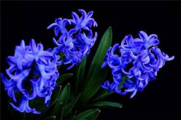 Hyacinth