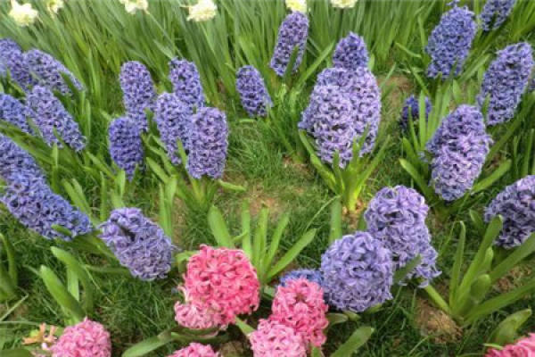 Hyacinth
