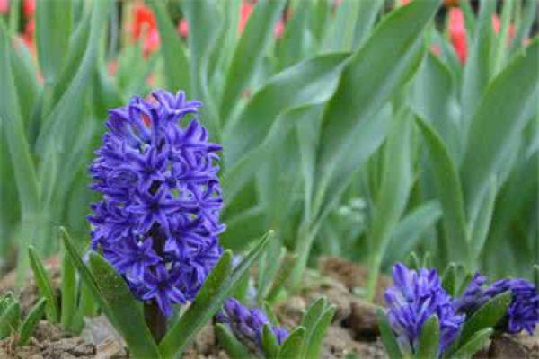 Hyacinth