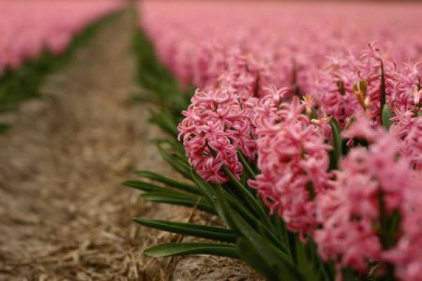 Hyacinth