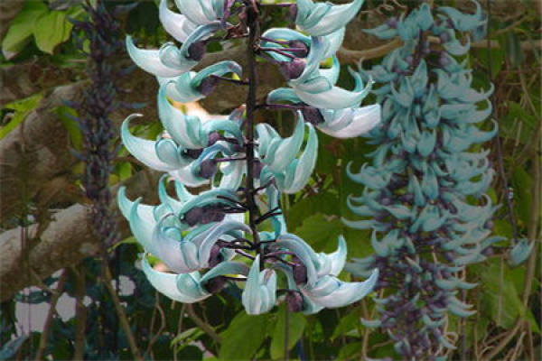 Euphorbia viridis