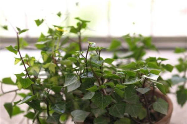 Green Jade Chrysanthemum Green Jade Chrysanthemum