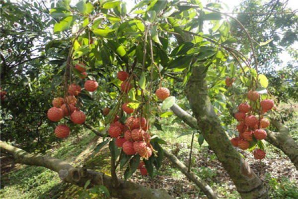 Litchi tree