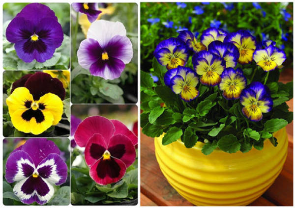 Pansy and horned violet