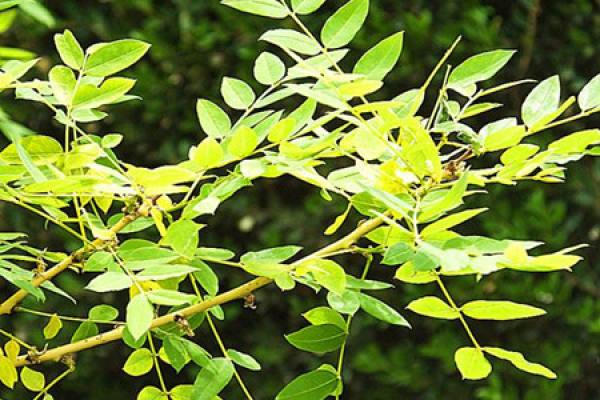 Acacia japonica
