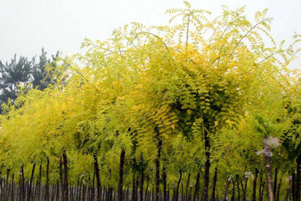 Jin Zhi Huai