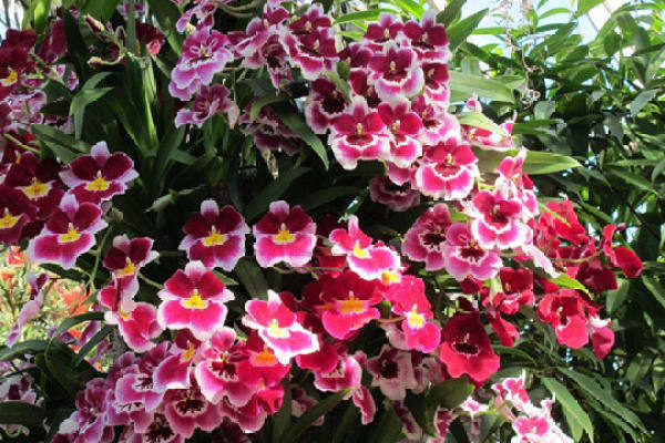 Pansy