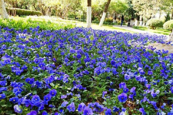 Viola pansy
