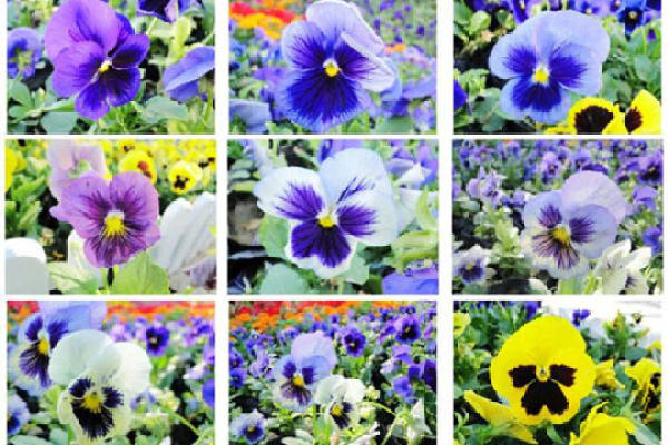Viola pansy