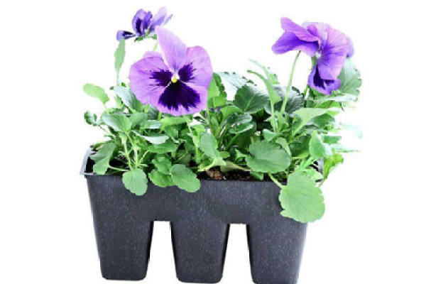 Pansy