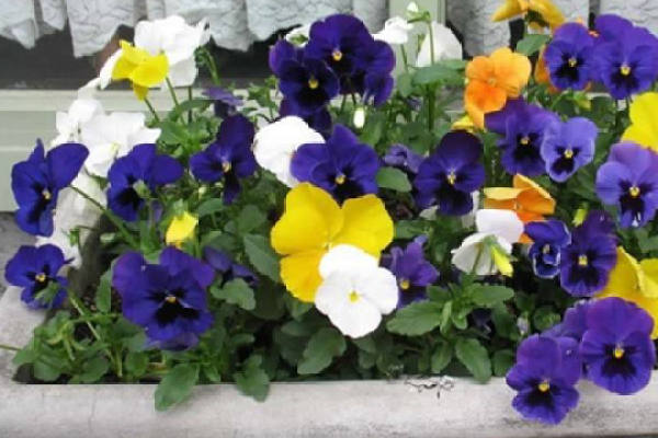 Viola pansy