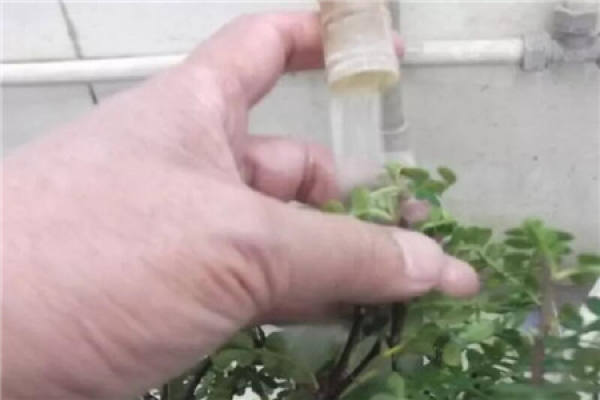 Insecticide