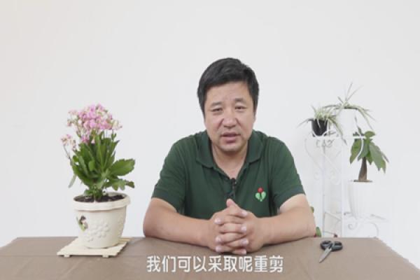 longevity flower