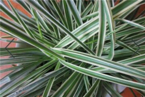 South African chlorophytum