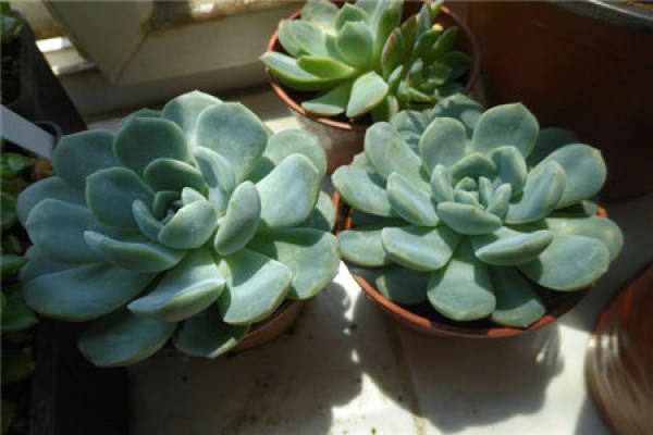Moon Shadow with thick leaves