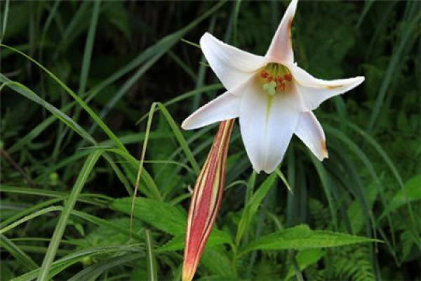 Formosan Lily