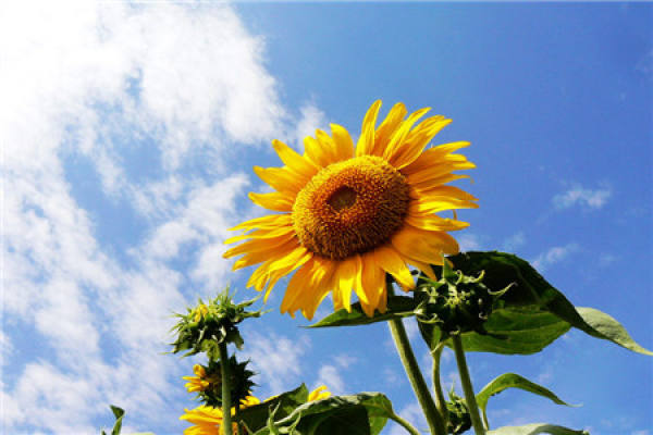 Sunflower flower