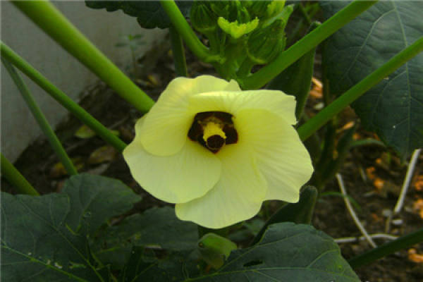 Coffee Abelmoschus manihot