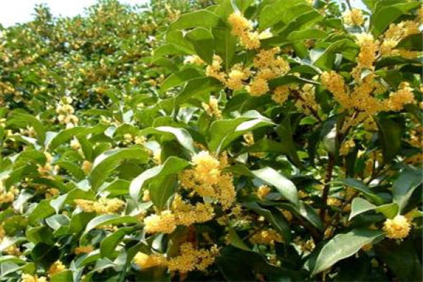 Cinnamomum japonicum