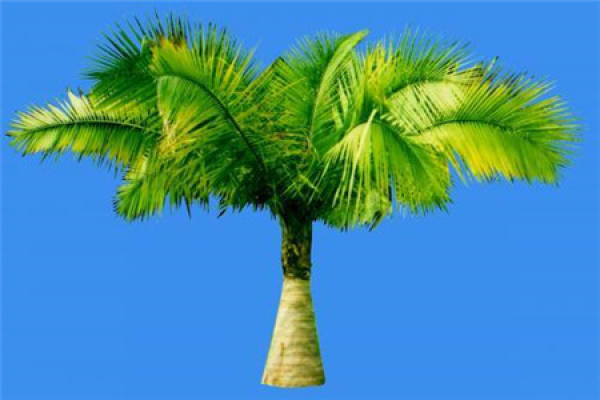 King Coconut