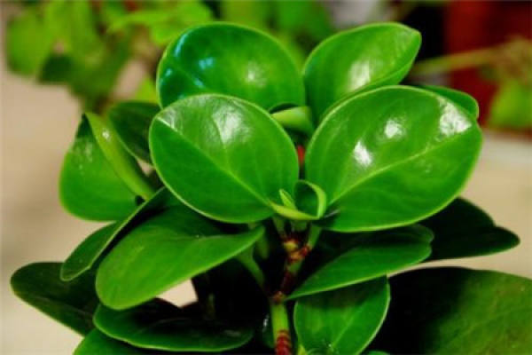 Zanthoxylum rotundifolium