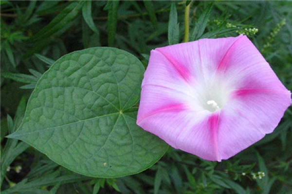 morning glory with round leaves