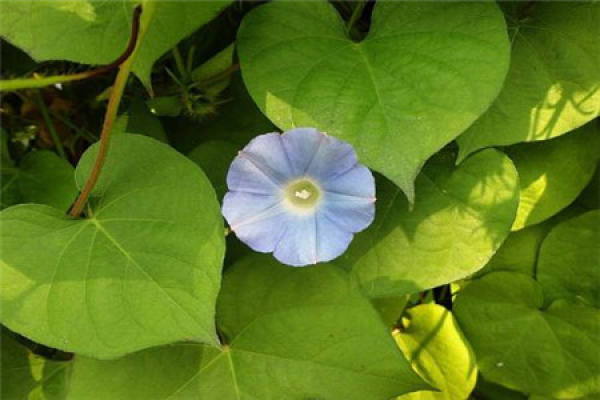 Ipomoea purpurea