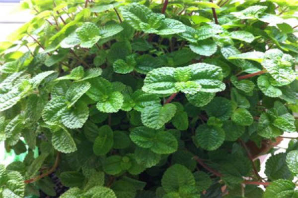 Mentha rotundifolia