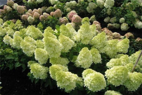 Hydrangea conica