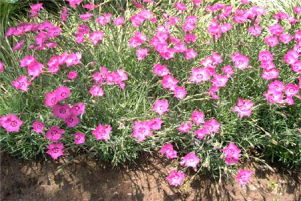 Dianthus chinensis