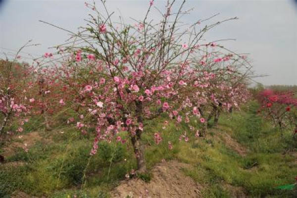 Weeping Peach