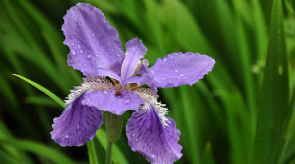 iris