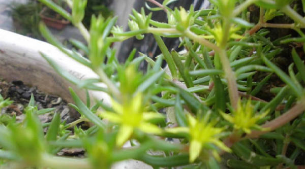 flame grass