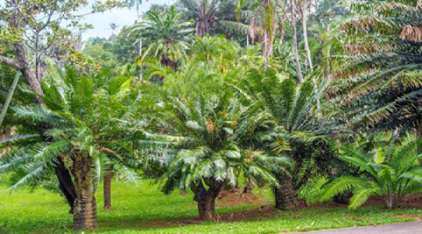 Cycas