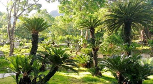 Cycas revoluta