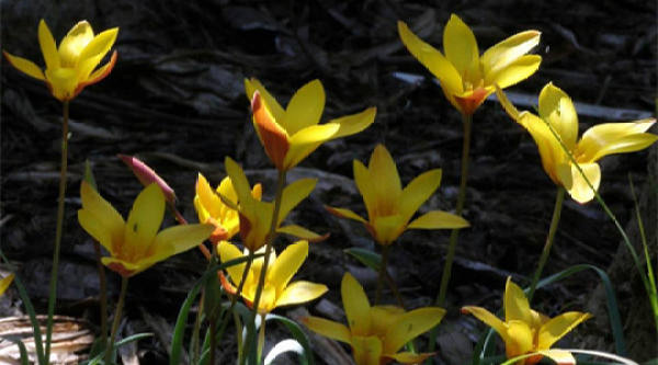 Tulip of Crusi