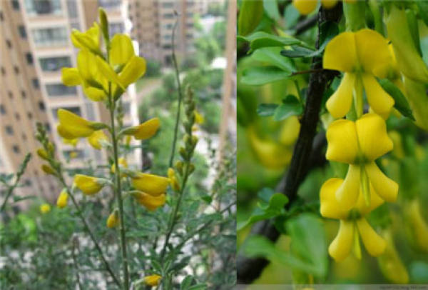 Caragana Sinica