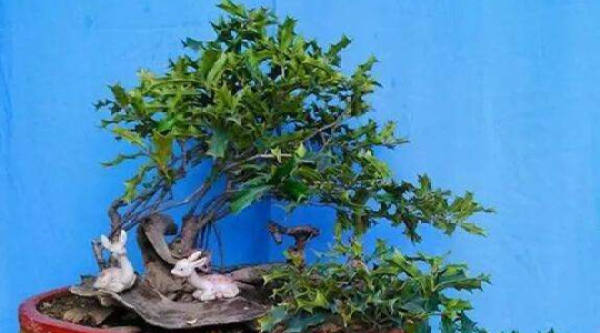 Chinese Holly bonsai