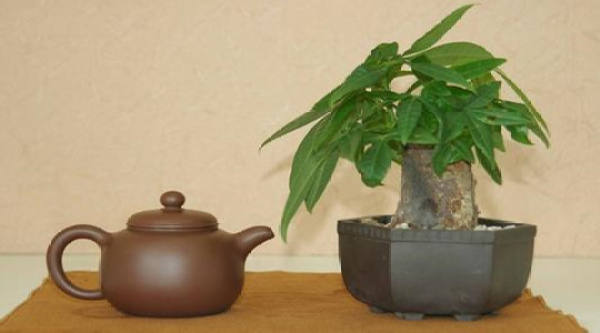 Money Tree