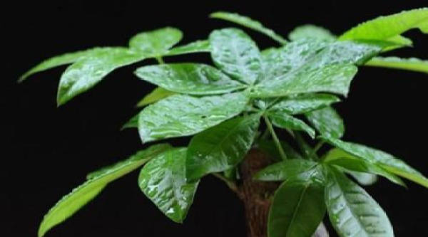 Money Tree