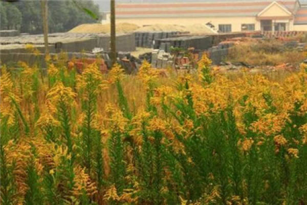 Solidago canadensis